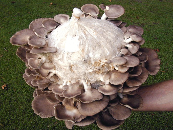 oystermushroom